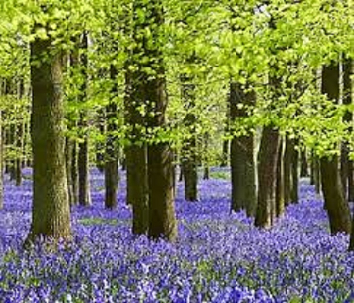 Restarting Bereavement Support
